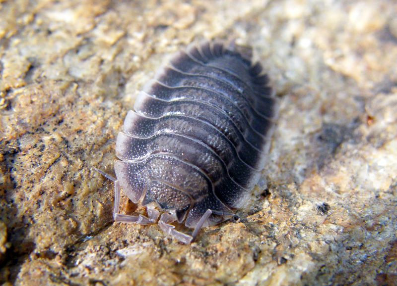 Isopoda Porcellionidae:  Porcellio sp.